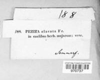 Hymenoscyphus clavatus image